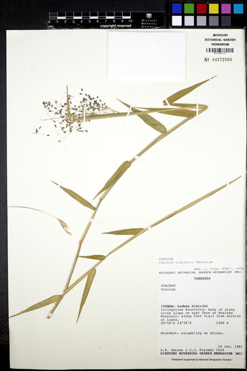 Adenochloa claytonii photo 8