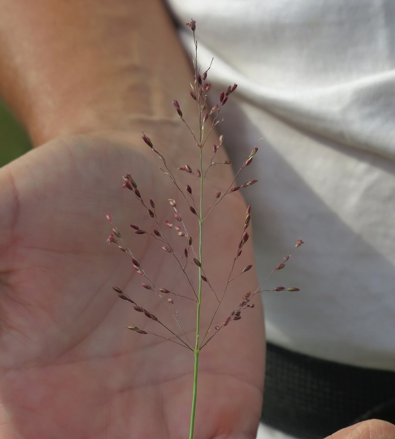 Adenochloa ecklonii