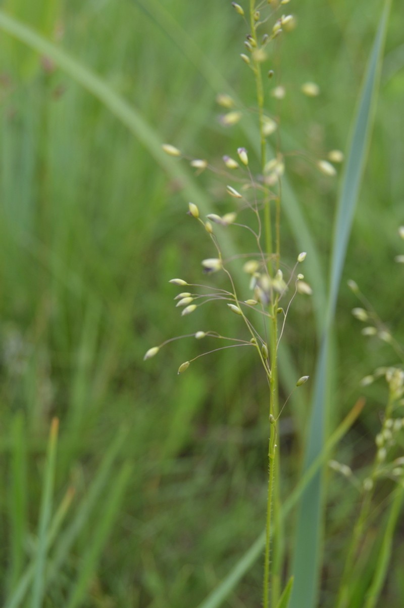 Adenochloa ecklonii photo 2
