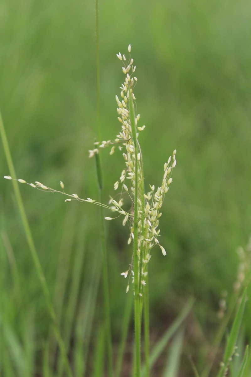 Adenochloa ecklonii photo 3