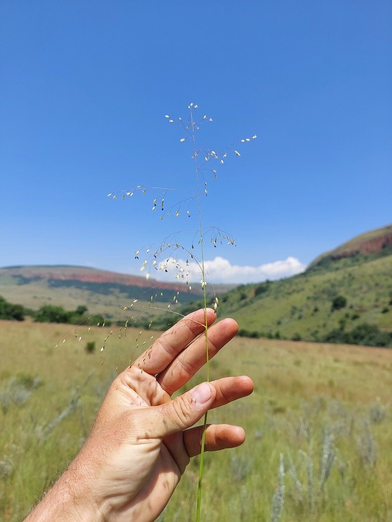 Adenochloa ecklonii photo 4