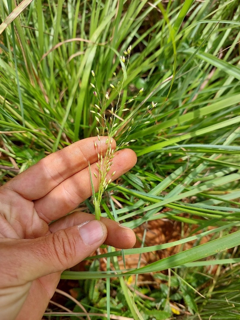 Adenochloa ecklonii photo 5