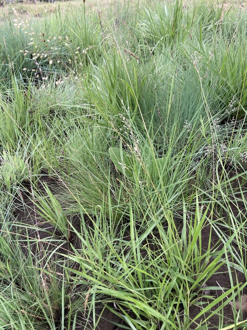 Adenochloa ecklonii photo 6