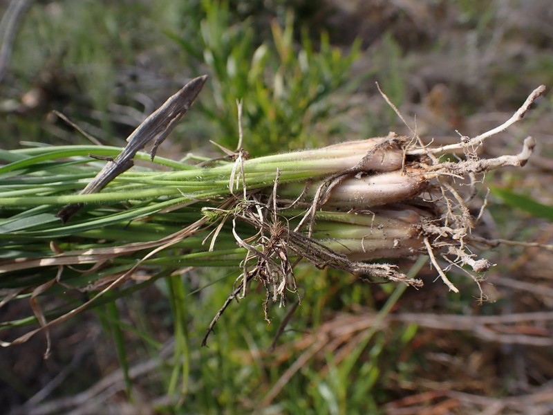 Adenochloa ecklonii photo 7