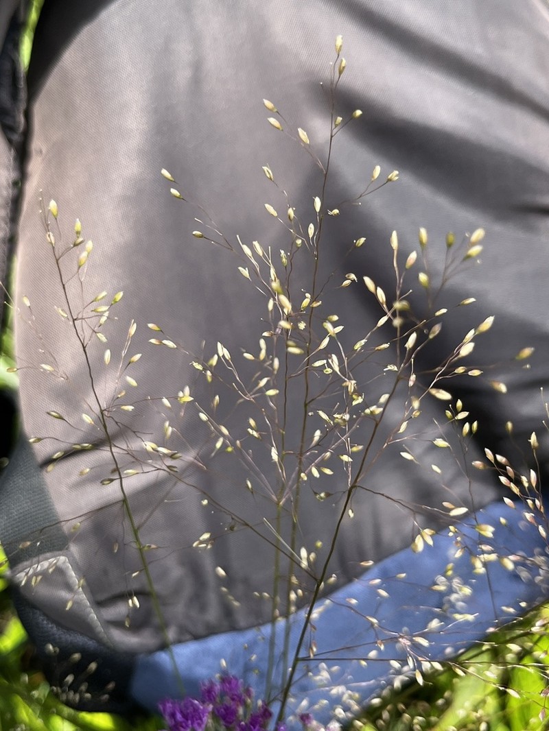 Adenochloa ecklonii photo 8