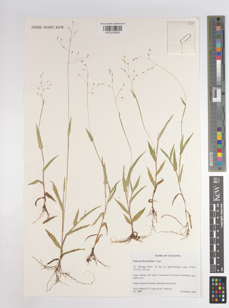Adenochloa flacciflora