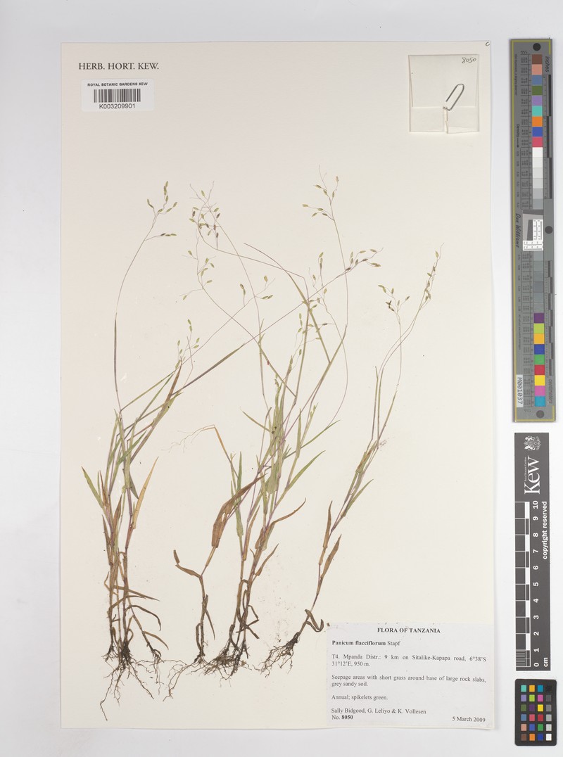 Adenochloa flacciflora photo 2