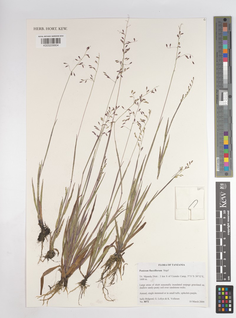 Adenochloa flacciflora photo 3