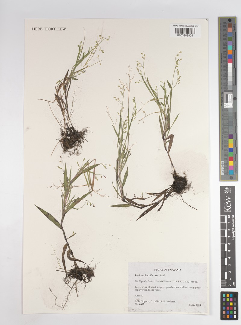 Adenochloa flacciflora photo 4