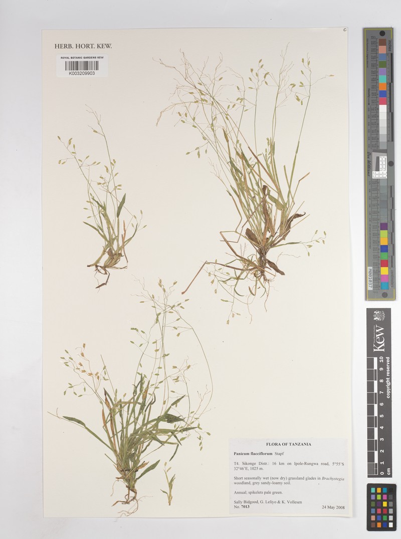Adenochloa flacciflora photo 5
