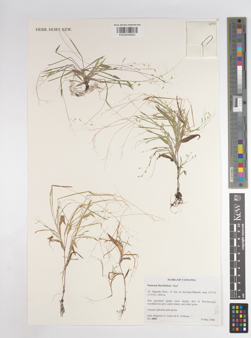 Adenochloa flacciflora photo 6
