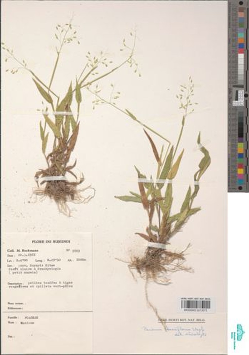 Adenochloa flacciflora photo 7