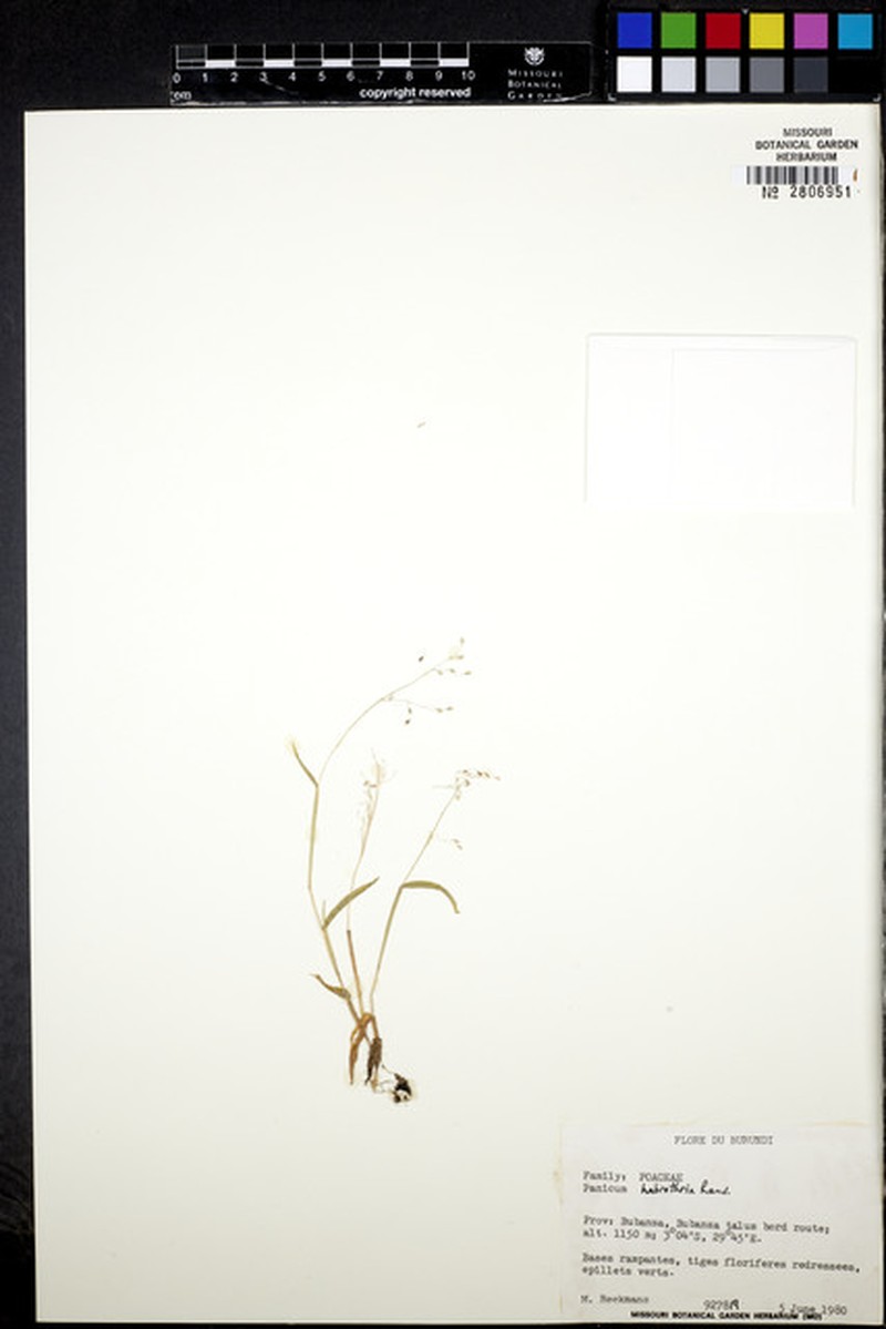 Adenochloa habrothrix