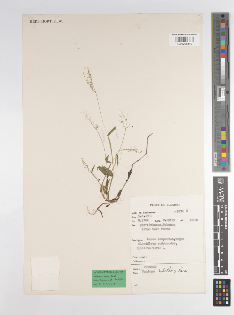 Adenochloa habrothrix photo 2