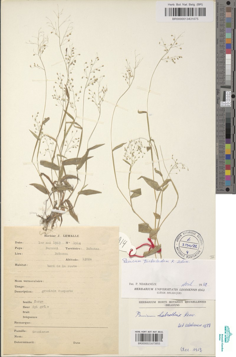 Adenochloa habrothrix photo 3