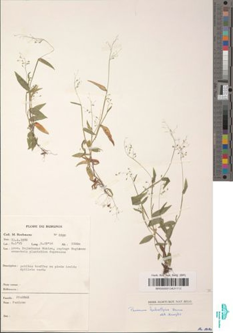 Adenochloa habrothrix photo 4