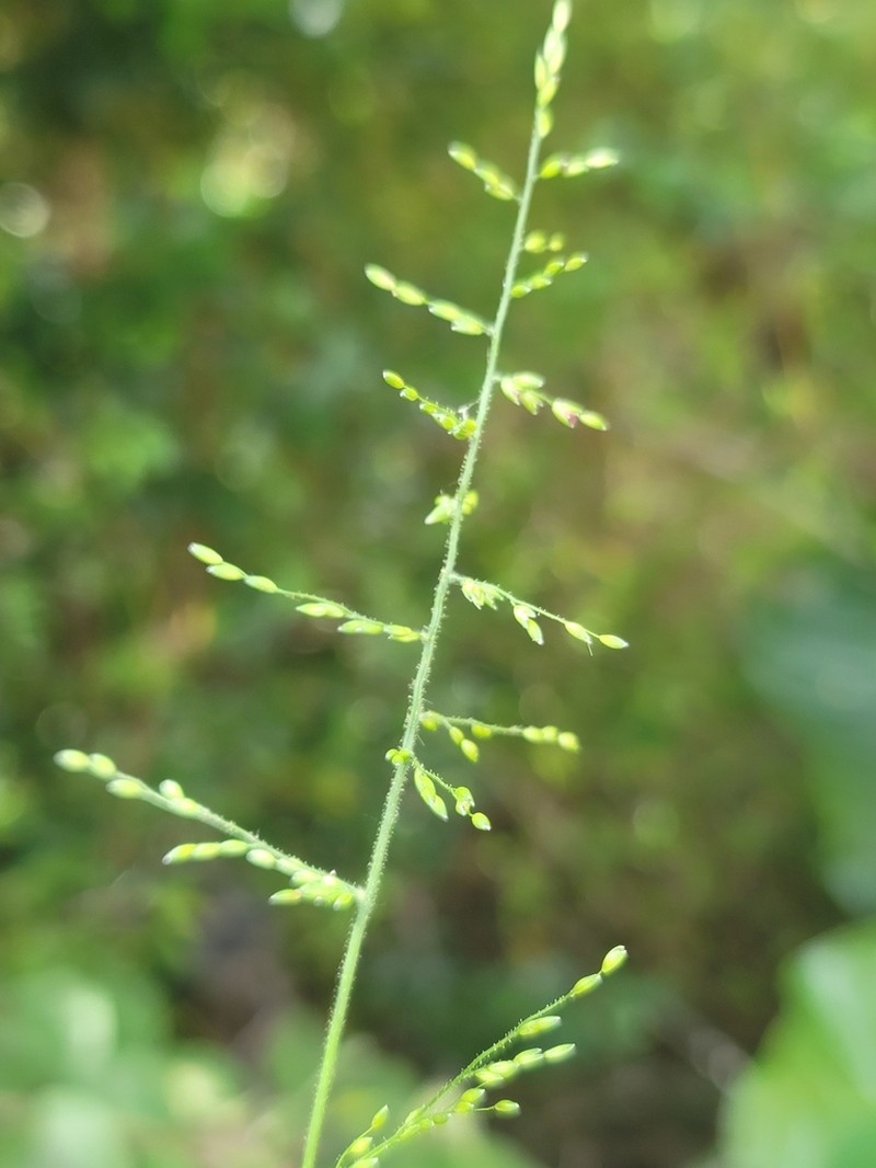 Adenochloa hymeniochila