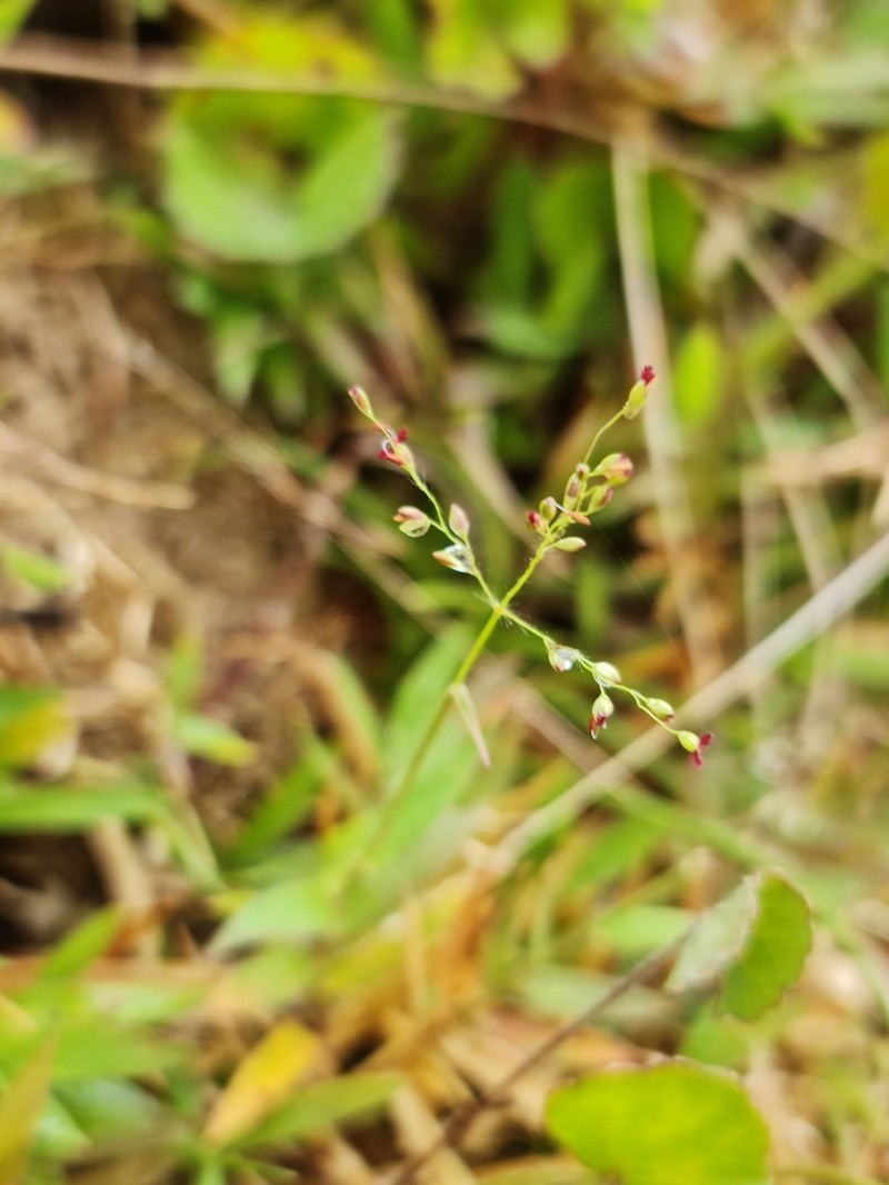 Adenochloa hymeniochila photo 2