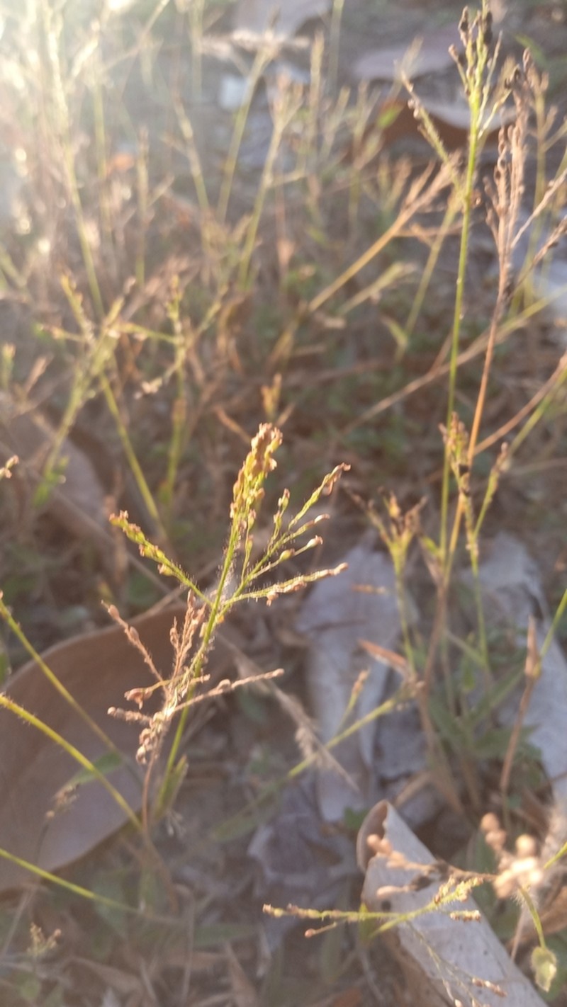 Adenochloa hymeniochila photo 3