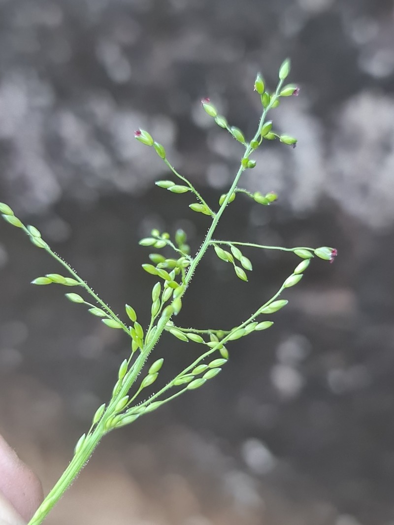 Adenochloa hymeniochila photo 4