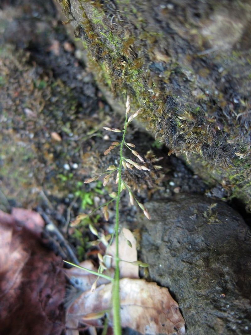 Adenochloa hymeniochila photo 5