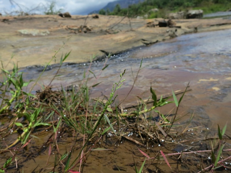 Adenochloa hymeniochila photo 6