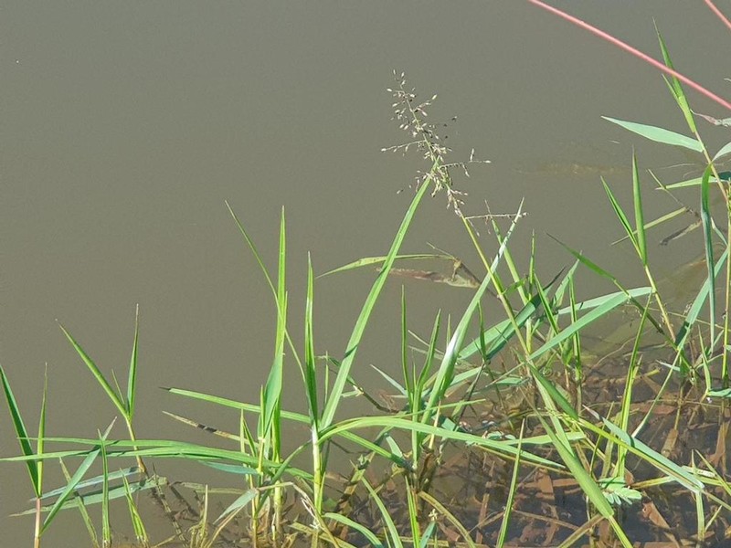 Adenochloa hymeniochila photo 7