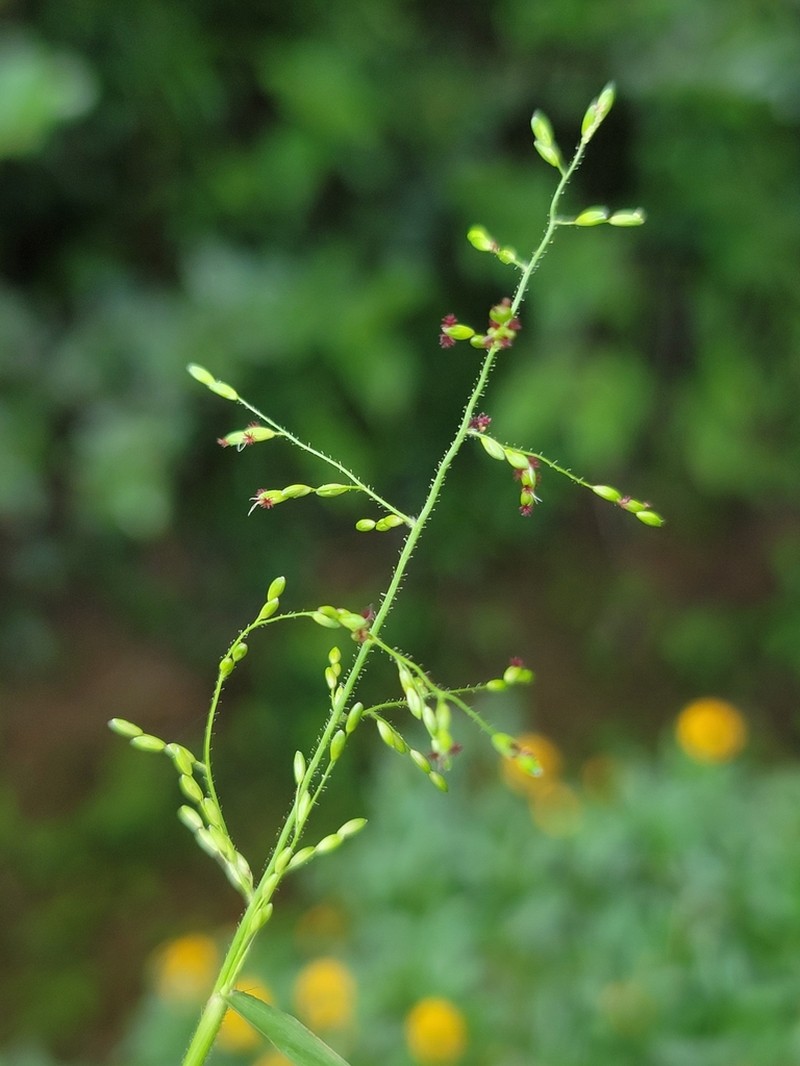 Adenochloa hymeniochila photo 8
