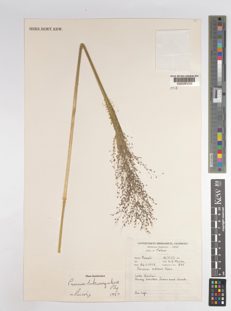 Adenochloa lukwangulense