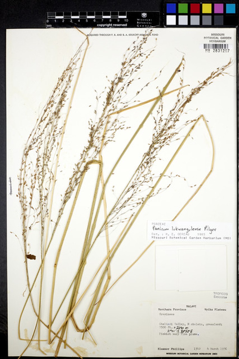 Adenochloa lukwangulense photo 2