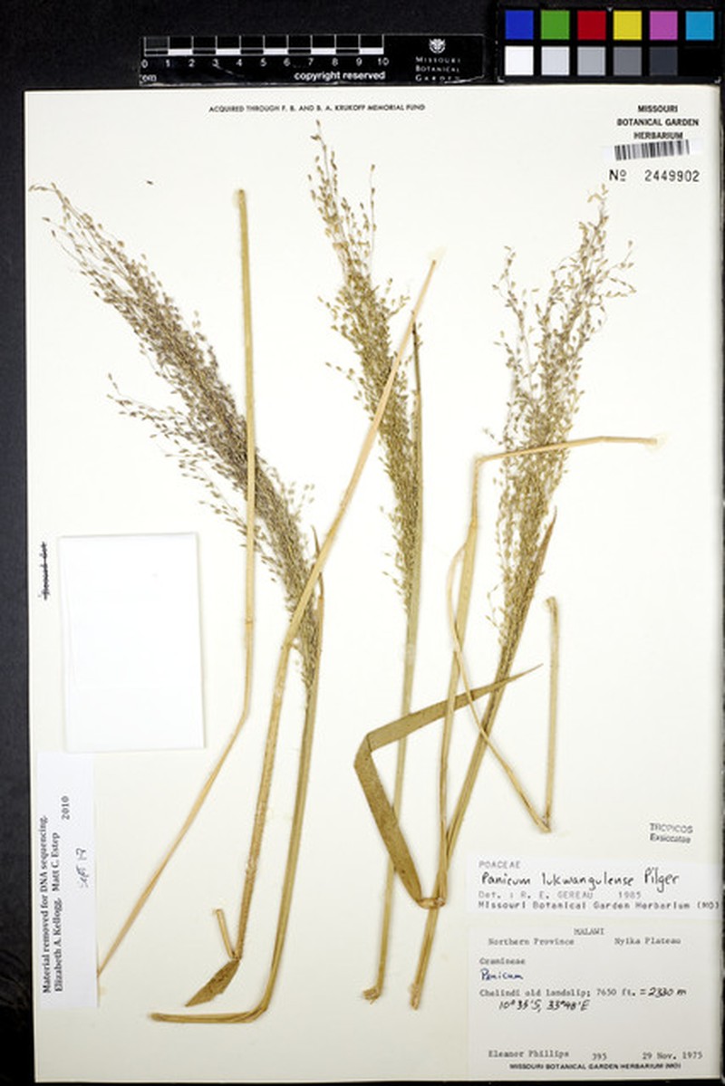Adenochloa lukwangulense photo 3
