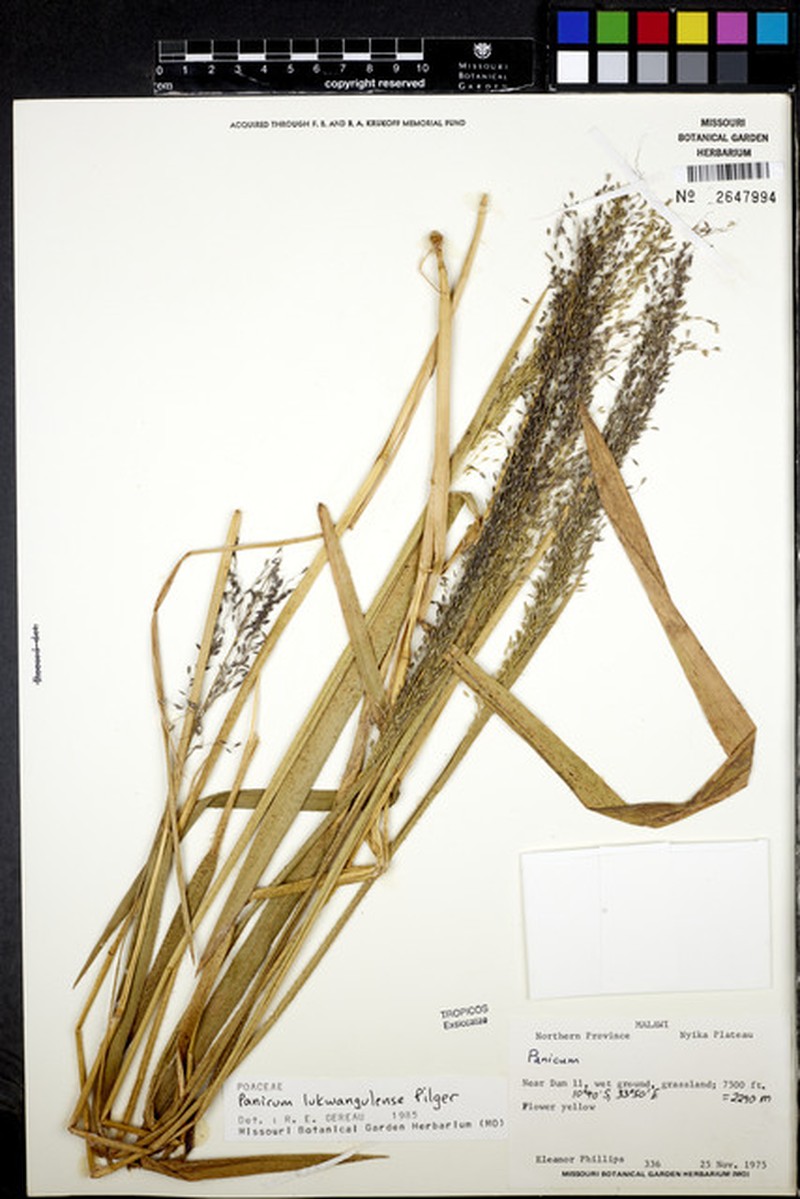 Adenochloa lukwangulense photo 4