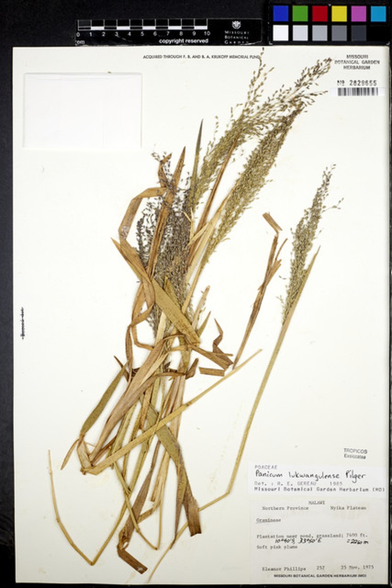 Adenochloa lukwangulense photo 5