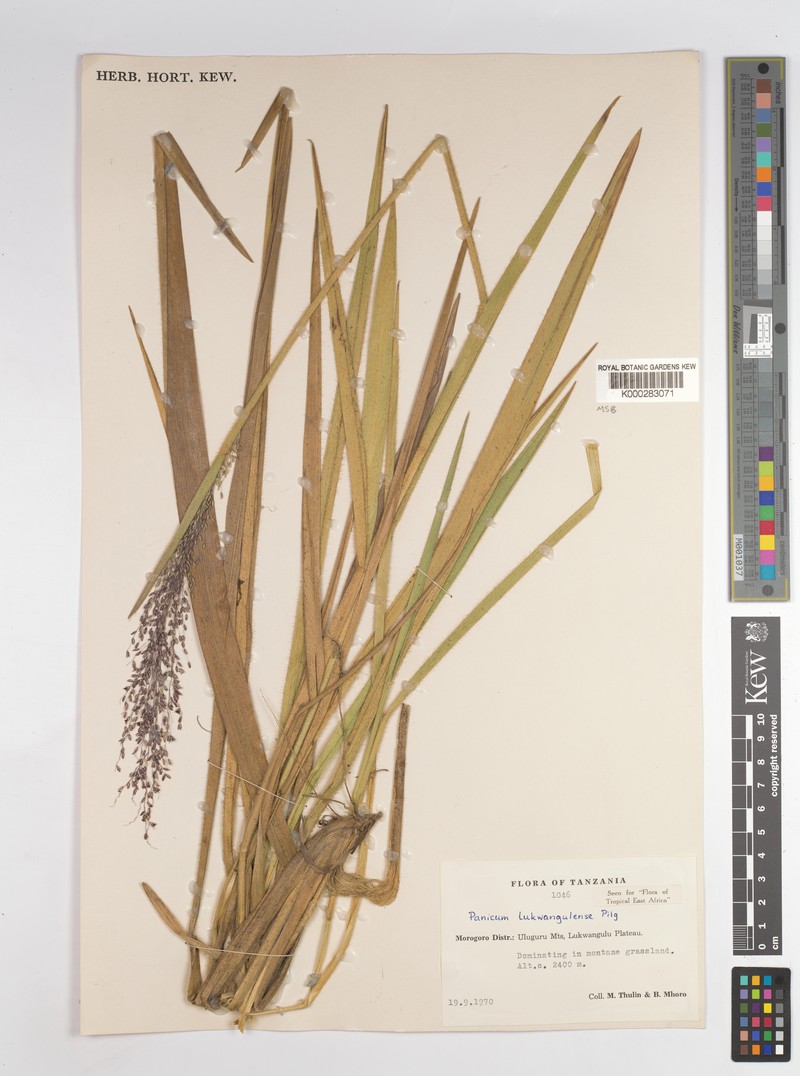 Adenochloa lukwangulense photo 6