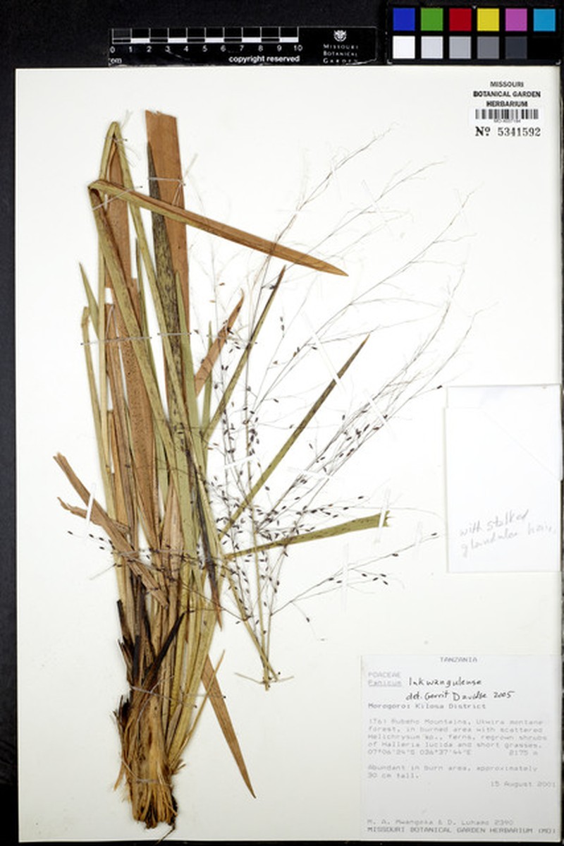 Adenochloa lukwangulense photo 8