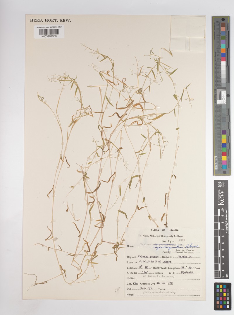 Adenochloa nigromarginata