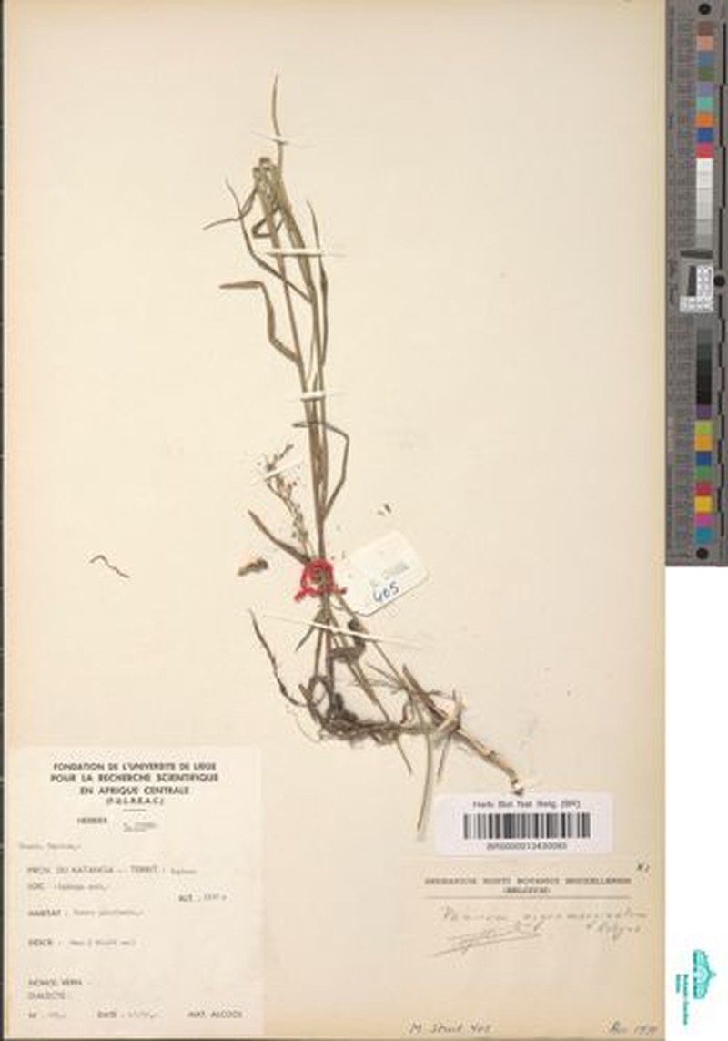 Adenochloa nigromarginata photo 2