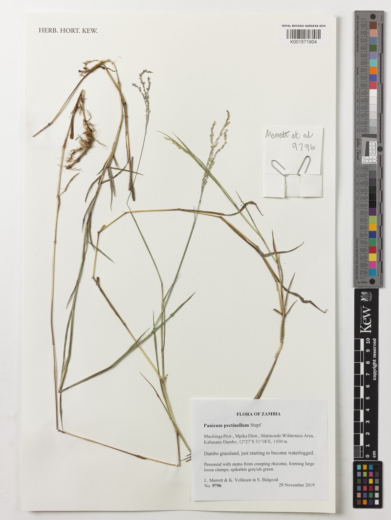 Adenochloa pectinella