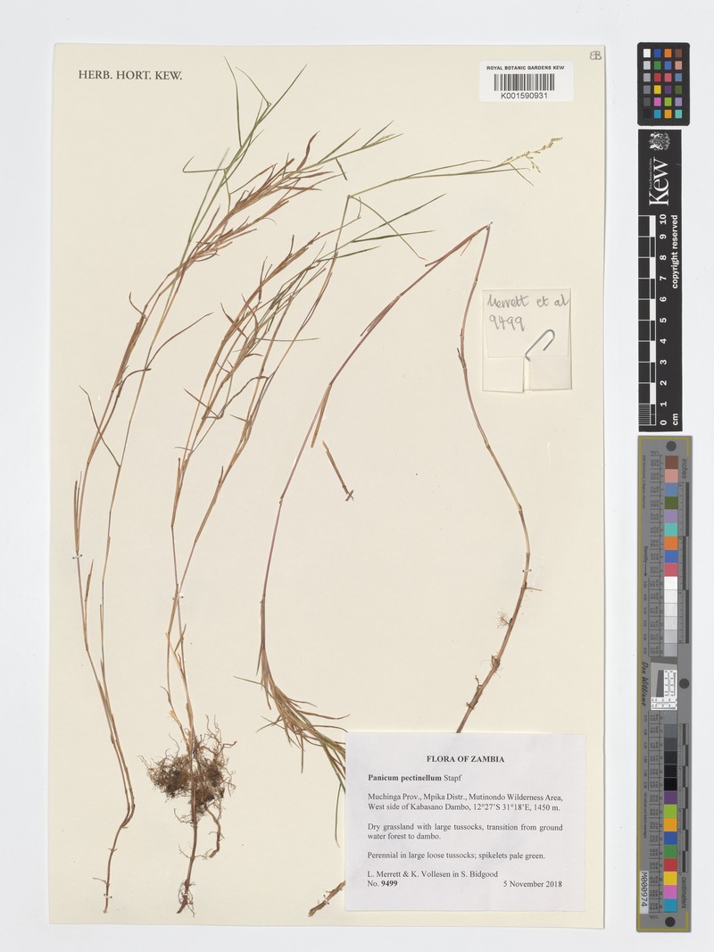 Adenochloa pectinella photo 2
