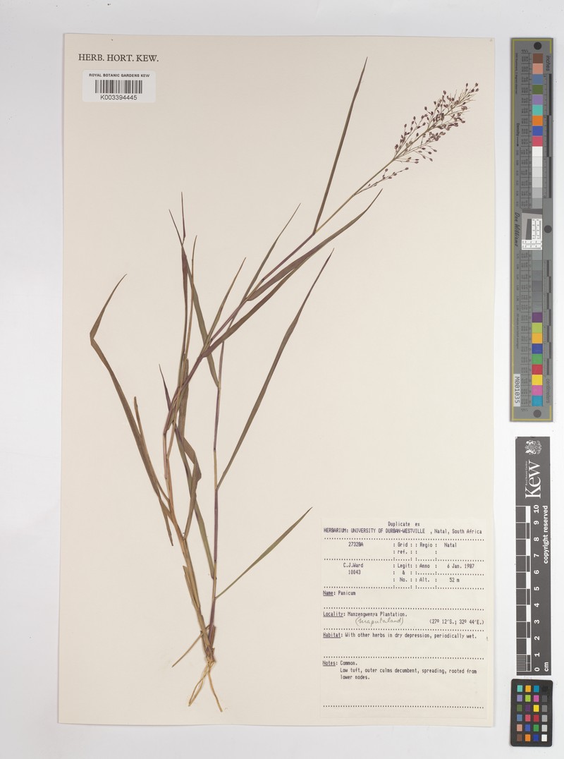 Adenochloa pectinella photo 3