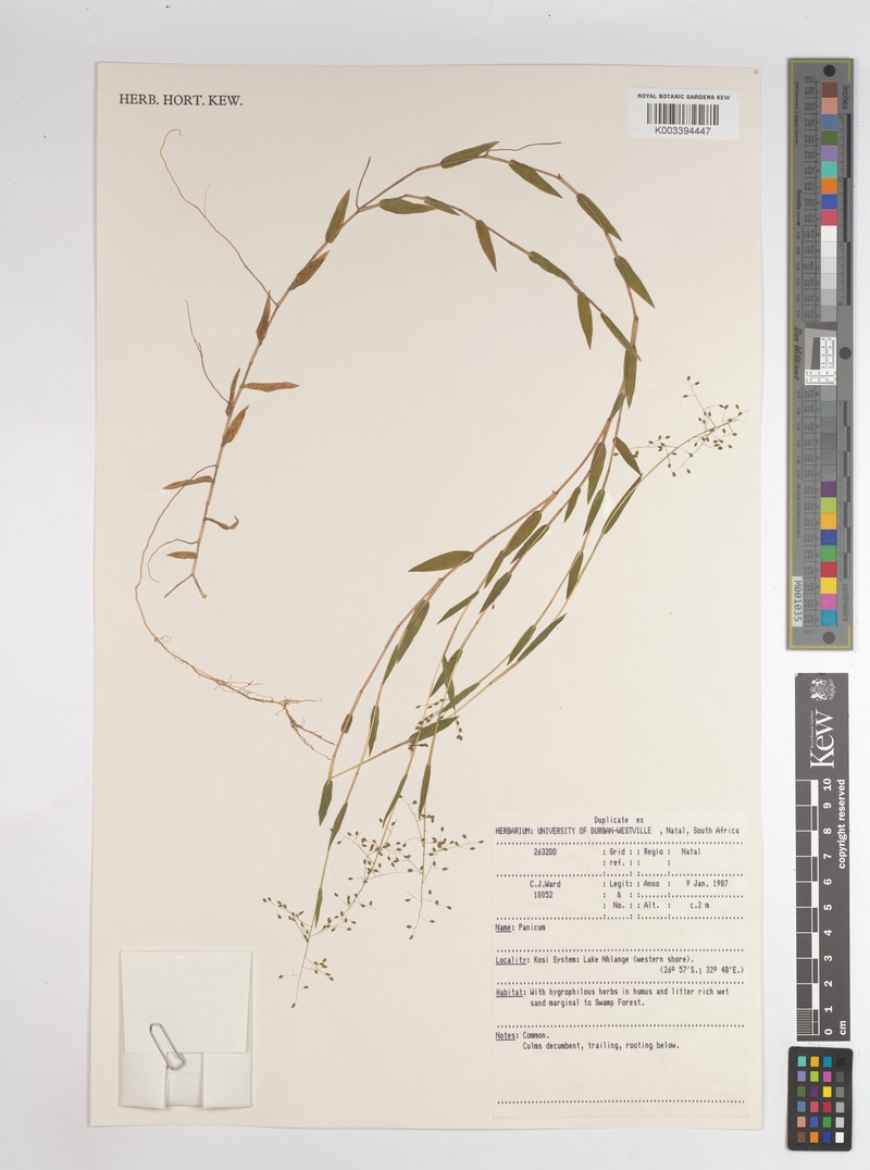 Adenochloa pectinella photo 4