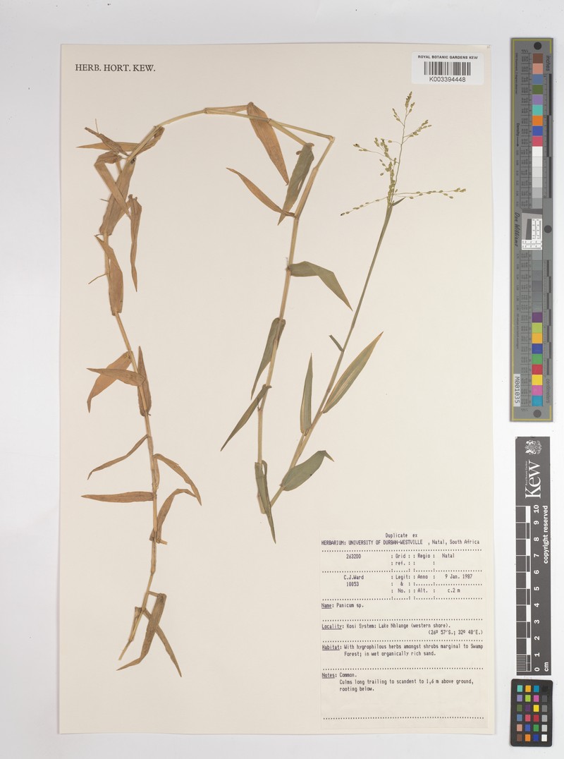 Adenochloa pectinella photo 5