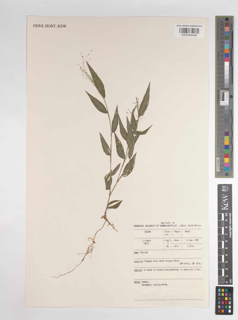 Adenochloa pectinella photo 6
