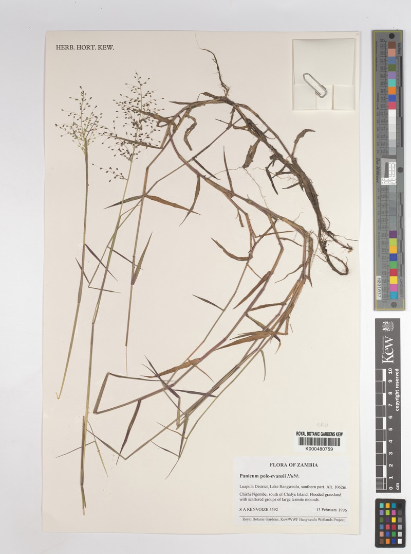 Adenochloa pole-evansii