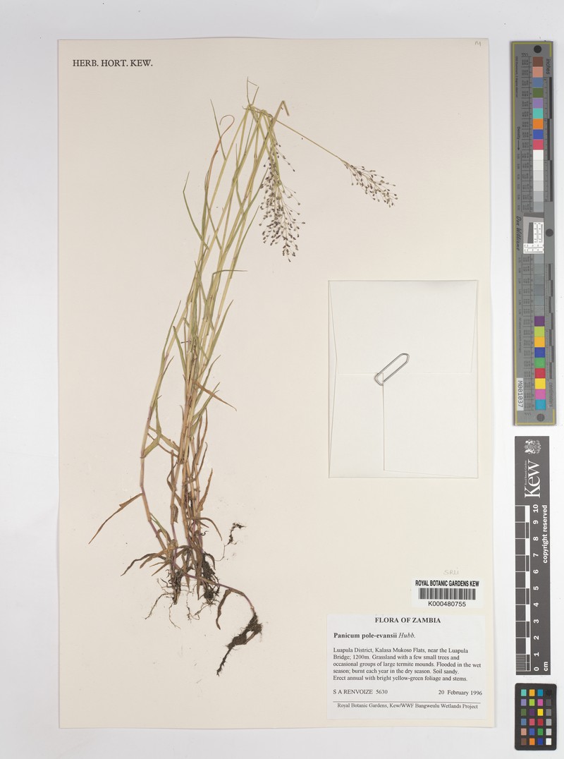 Adenochloa pole-evansii photo 2