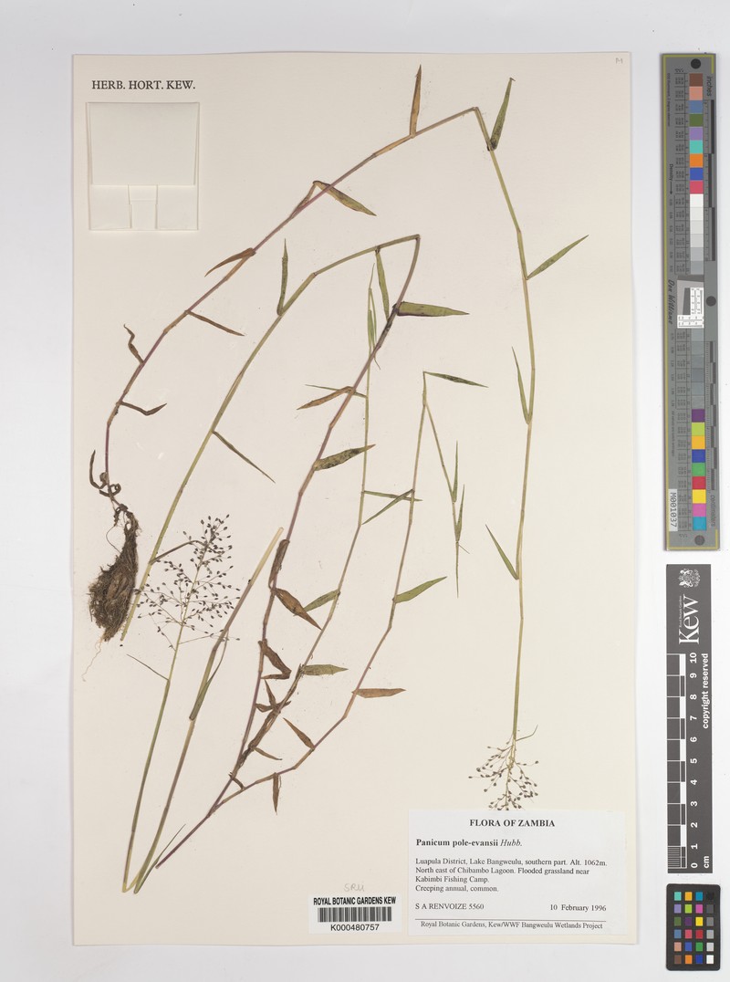 Adenochloa pole-evansii photo 3