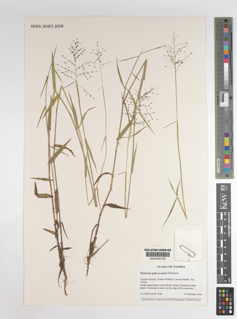 Adenochloa pole-evansii photo 4