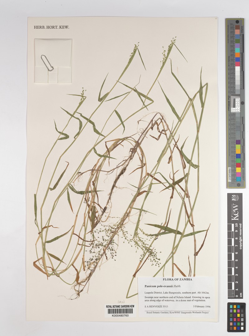 Adenochloa pole-evansii photo 5