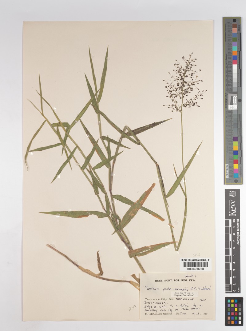Adenochloa pole-evansii photo 6