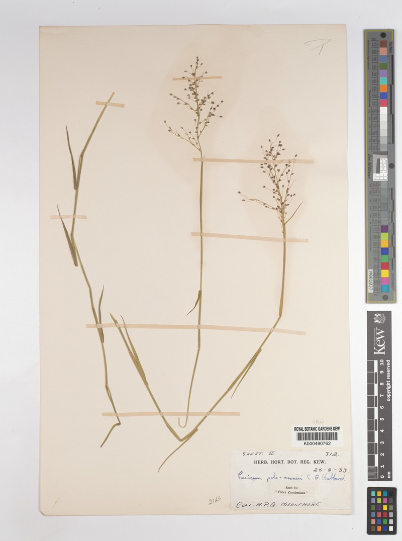 Adenochloa pole-evansii photo 7